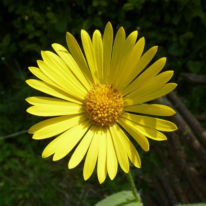 Doronicum pardalianches - Hartbladzonnebloem (Bloei)