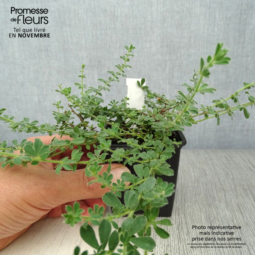 Exemplaar van Dorycnium hirsutum - Behaarde kanarieklaver Kweekpotje van 8/9 cm zoals geleverd in de herfst