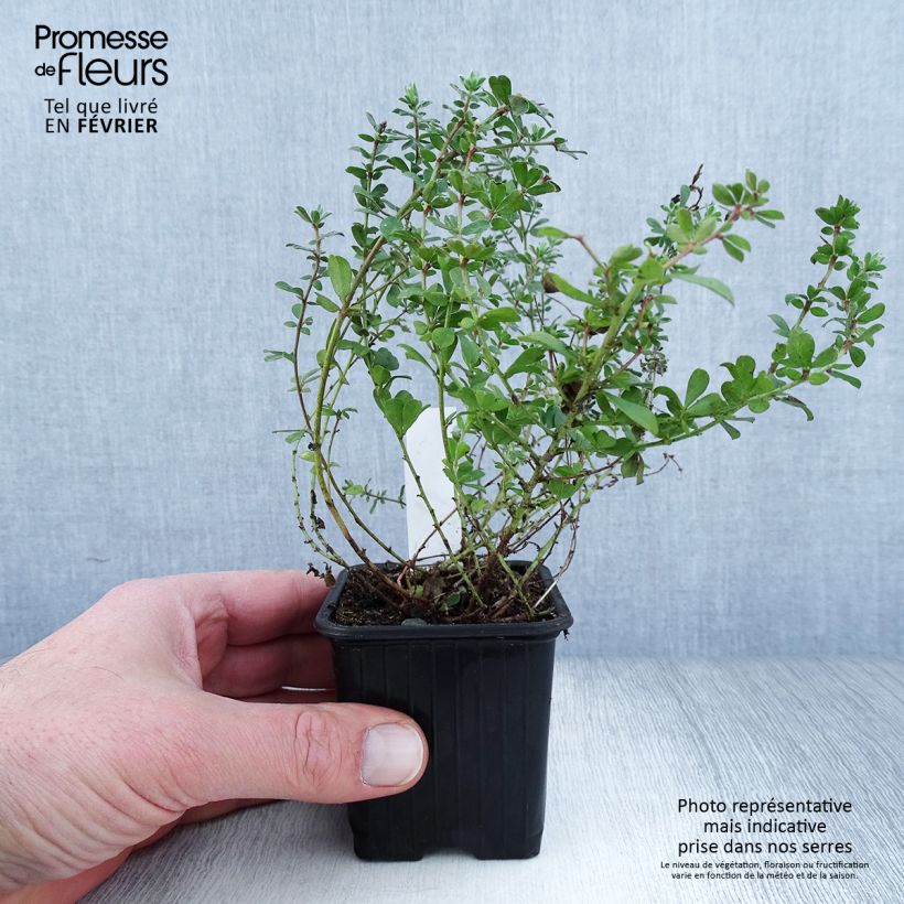 Example of Dorycnium hirsutum Kweekpotje van 8/9 cm as you get in hiver