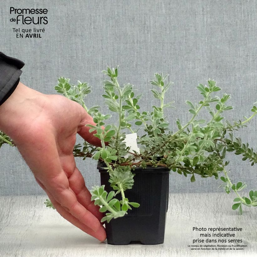 Exemplaar van Dorycnium hirsutum - Behaarde kanarieklaver Kweekpotje van 8/9 cm zoals geleverd in de lente