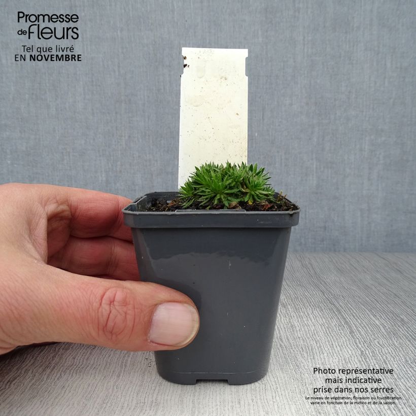Exemplaar van Draba aizoides - Geel hongerbloempje Kweekpotje van 7/8 cm zoals geleverd in de herfst