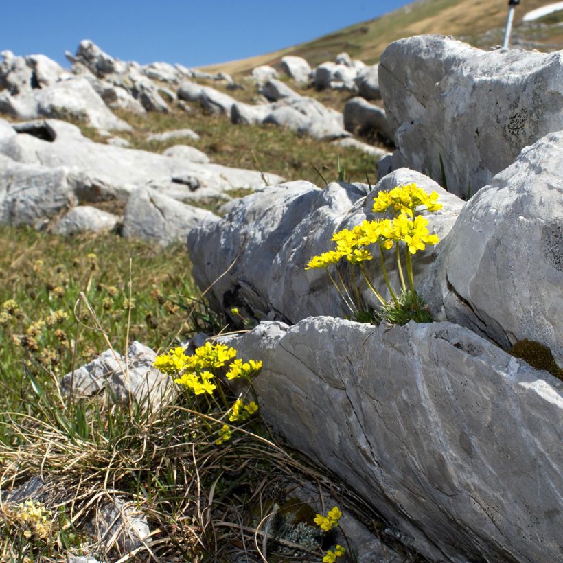 Draba aizoides - Geel hongerbloempje (Groeiplaats)
