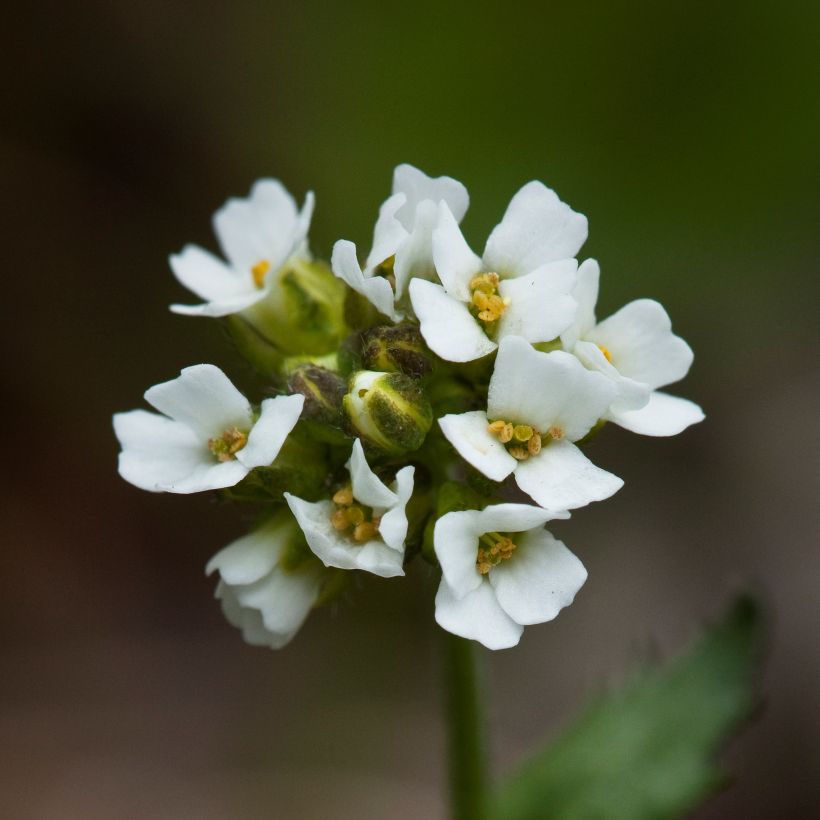 Draba sakurai - Hongerbloempje (Bloei)