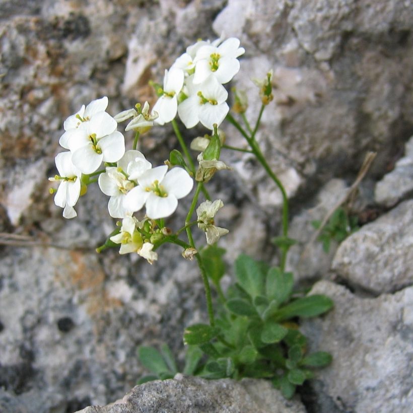 Draba sakurai - Hongerbloempje (Groeiplaats)