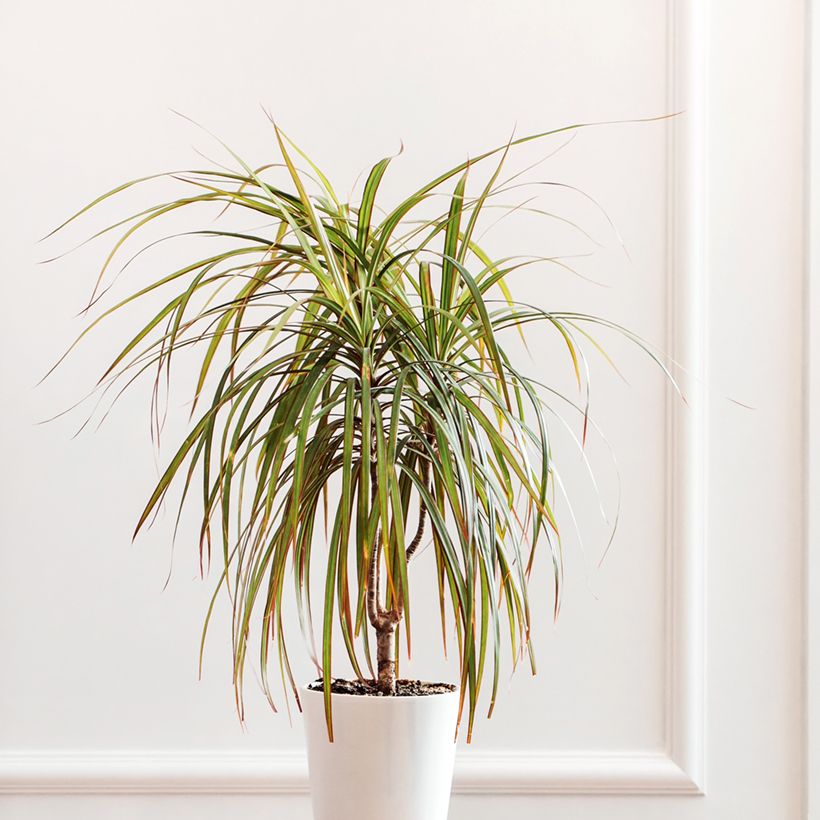 Dracaena reflexa var. angustifolia Bicolor - Drakenbloedboom (Groeiplaats)