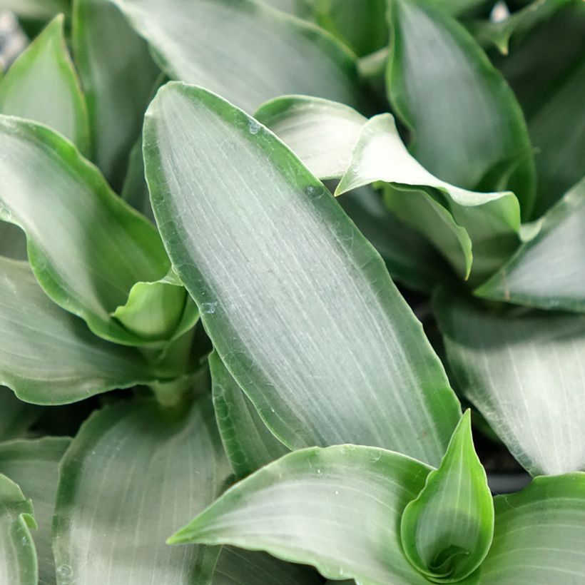 Dracaena Hawaii - Drakenbloedboom (Blad)