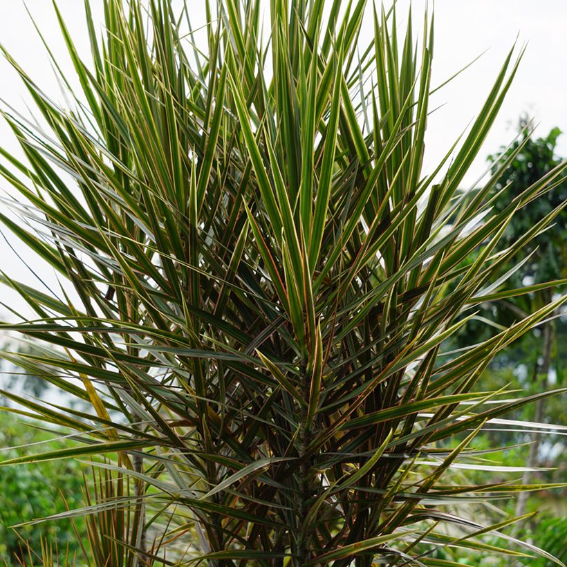 Dracaena reflexa var. angustifolia Magenta - Drakenbloedboom (Groeiplaats)