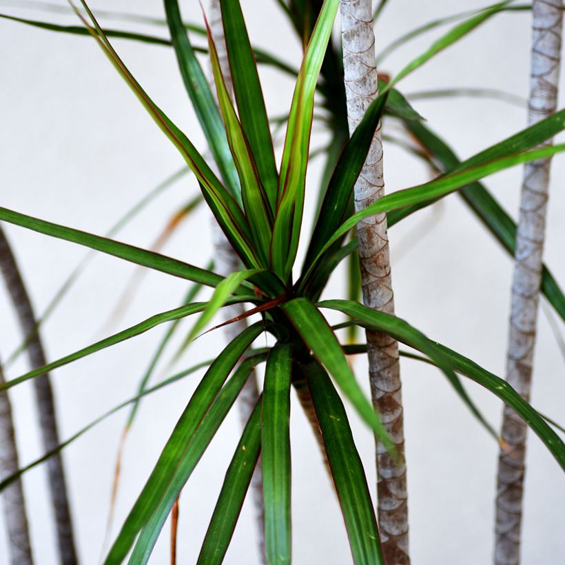 Dracaena marginata - Drakenbloedboom (Blad)