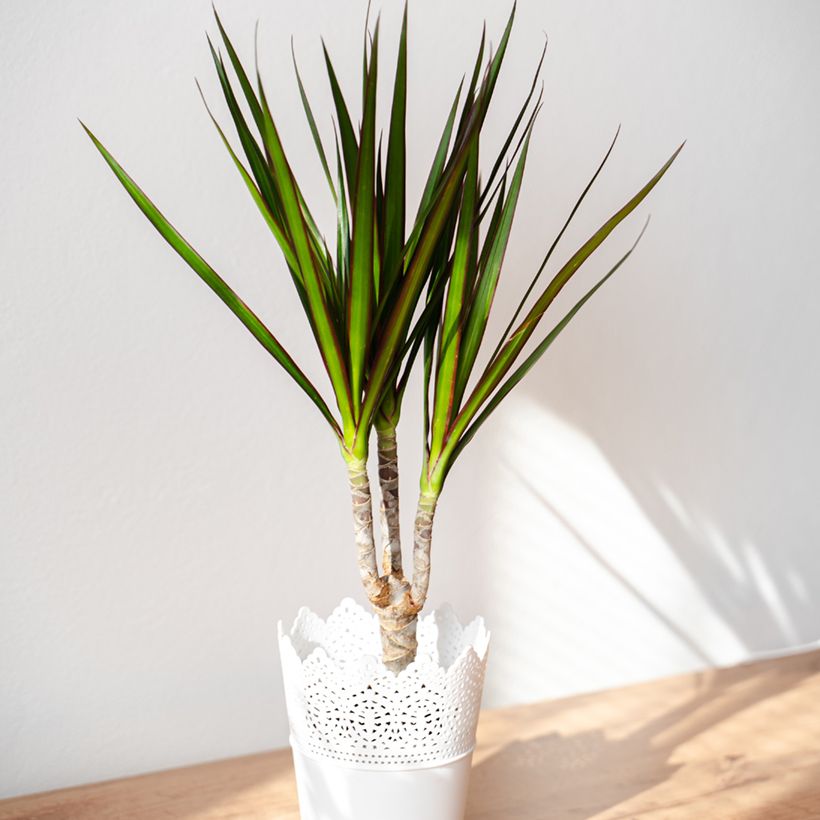 Dracaena marginata - Drakenbloedboom (Groeiplaats)