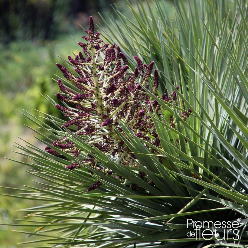 Dracaena draco - Drakenbloedboom (Flowering)