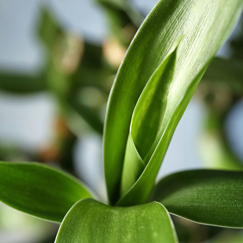 Dracaena sanderiana - Geluksbamboe (Blad)
