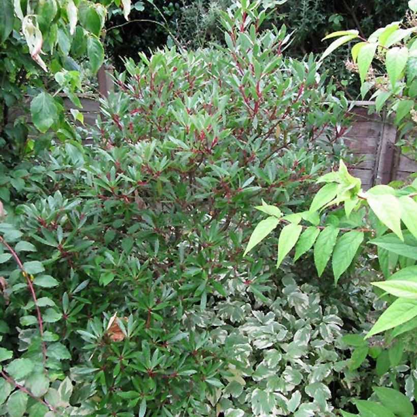 Drimys aromatica Red Spice - Tasmaanse bergpeper (Plant habit)