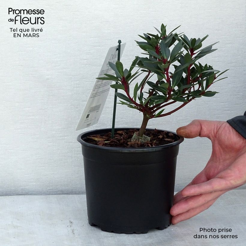 Example of Drimys Red Spice - Poivre de Tasmanie Pot van 2 l/3 l as you get in hiver