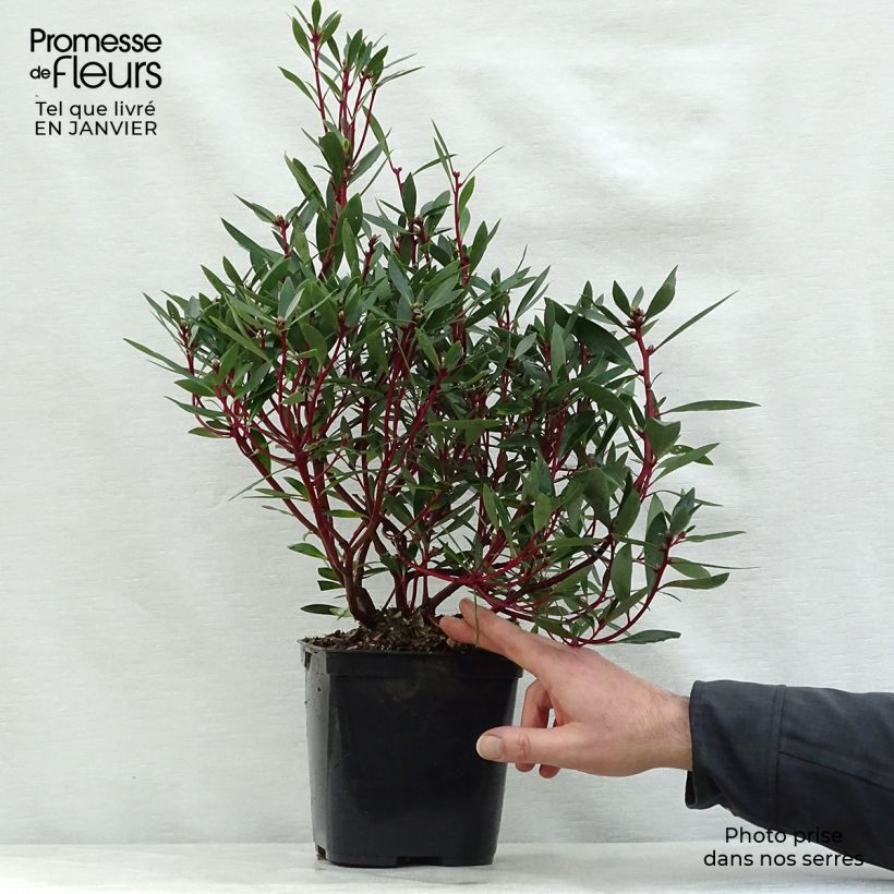Example of Poivre de Tasmanie - Drimys aromatica Pot van 2 l/3 l as you get in hiver