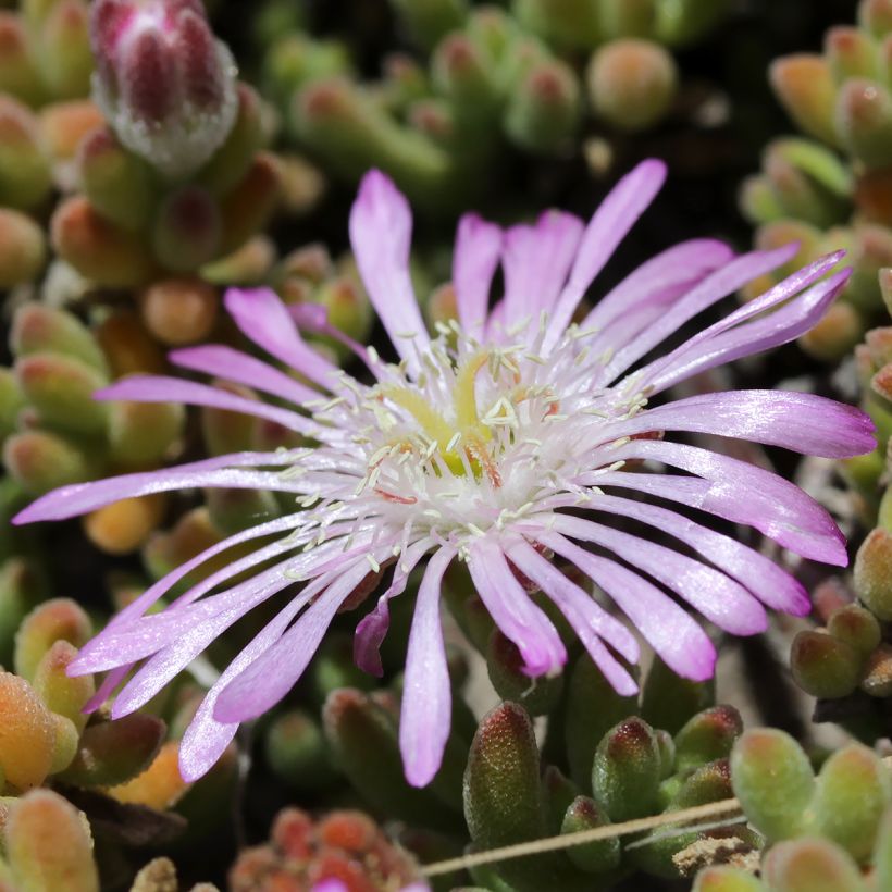 Drosanthemum candens (Bloei)