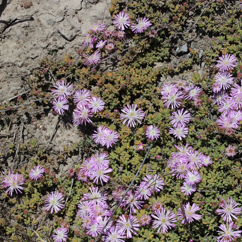 Drosanthemum candens (Groeiplaats)