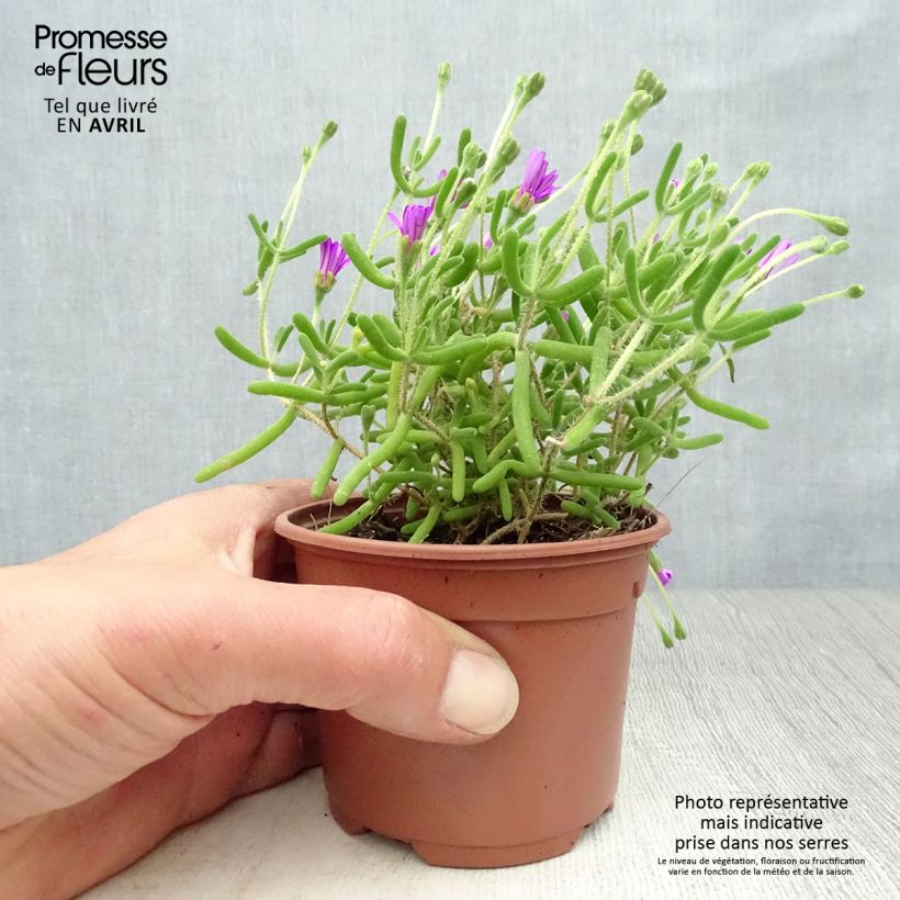 Exemplaar van Drosanthemum candens Kweekpotje van 8/9 cm zoals geleverd in de lente