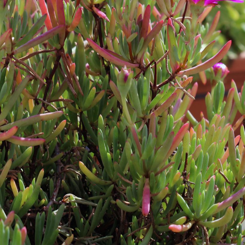Drosanthemum hispidum (Blad)