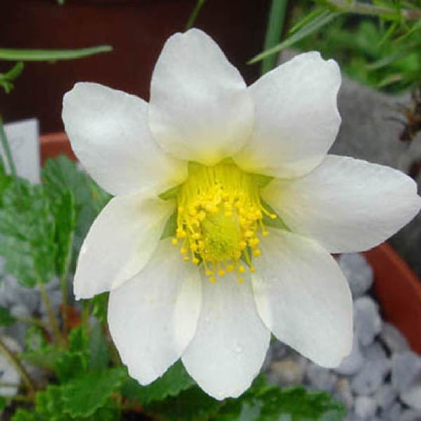 Dryas suendermannii - Zilverkruid (Flowering)