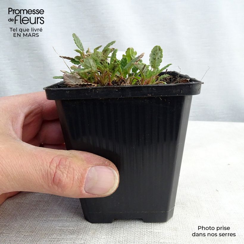 Example of Dryas suendermannii - Dryade Kweekpotje van 8/9 cm as you get in hiver