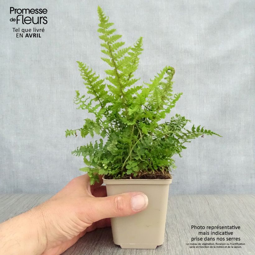 Exemplaar van Dryopteris affinis Crispa - Geschubde mannetjesvaren Kweekpotje van 8/9 cm zoals geleverd in de lente