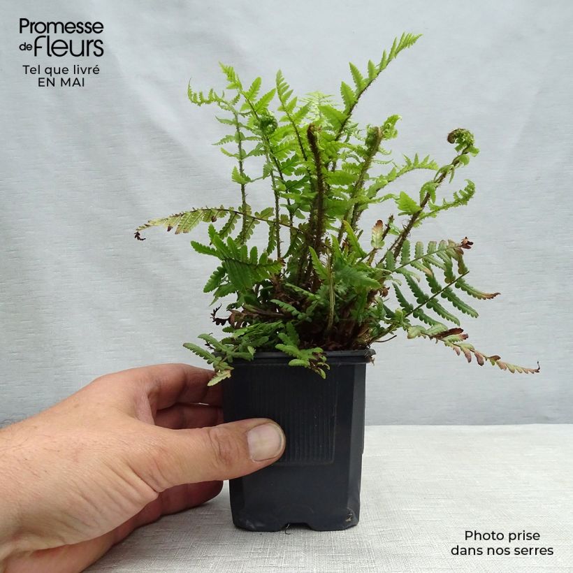 Exemplaar van Dryopteris affinis - Geschubde mannetjesvaren Kweekpotje van 8/9 cm zoals geleverd in de lente