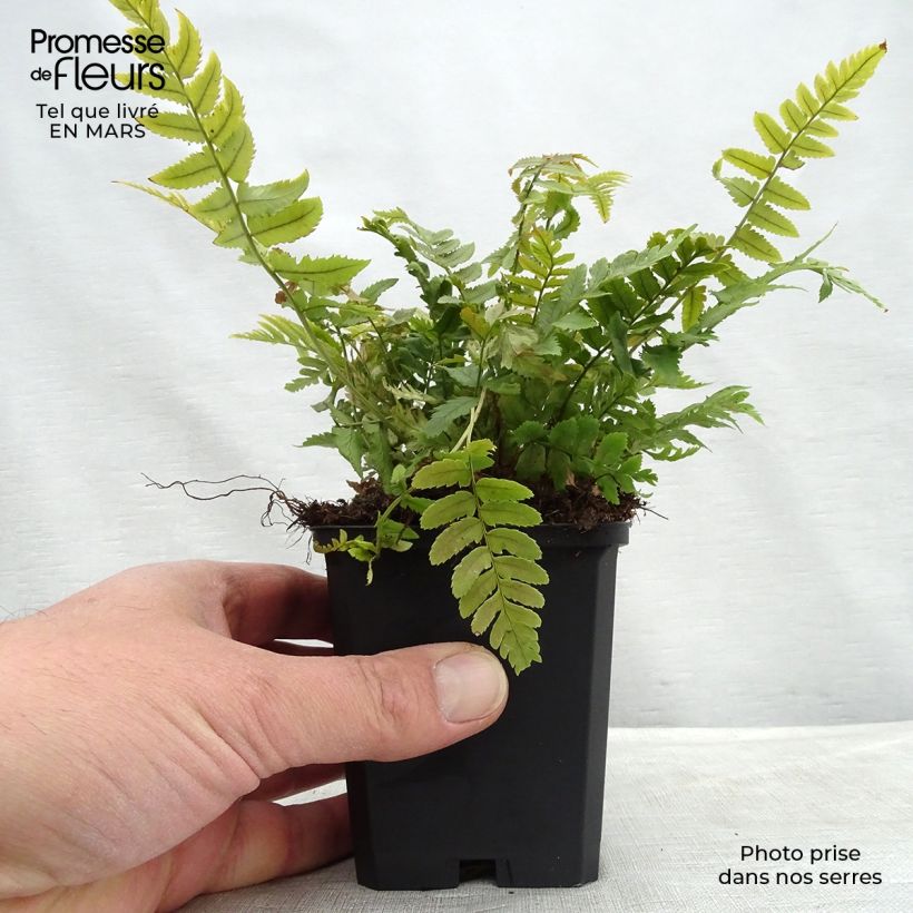 Example of Dryopteris atrata ou cycadina - Fougère Kweekpotje van 8/9 cm as you get in hiver
