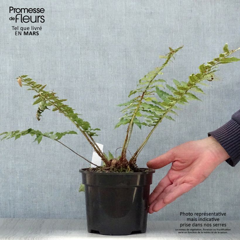Exemplaar van Dryopteris cycadina - Gezaagde niervaren Pot van 2 l/3 l zoals geleverd in de lente