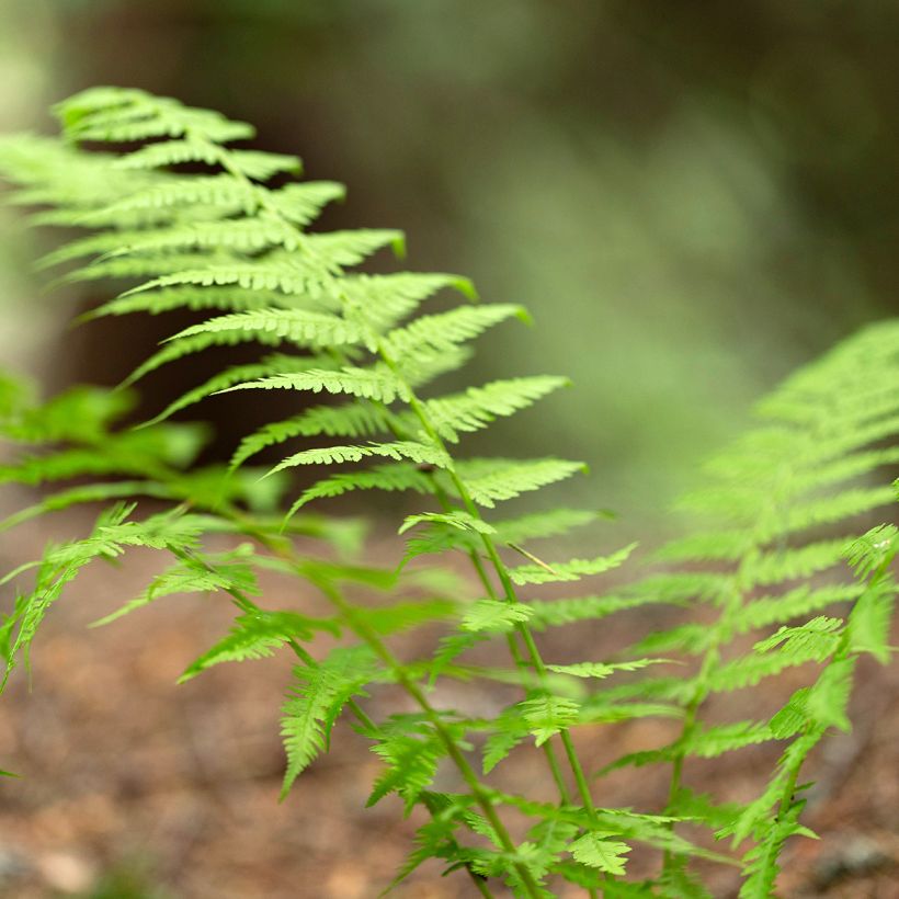 Dryopteris carthusiana - Smalle stekelvaren (Foliage)