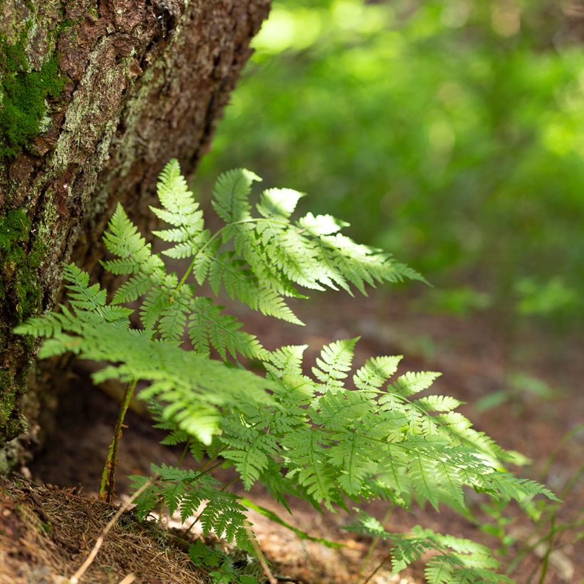 Dryopteris carthusiana - Smalle stekelvaren (Plant habit)