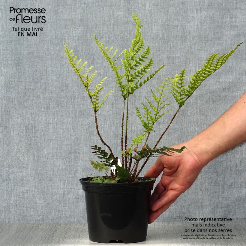 Exemplaar van Dryopteris championii - Niervaren Pot van 2 l/3 l zoals geleverd in de lente