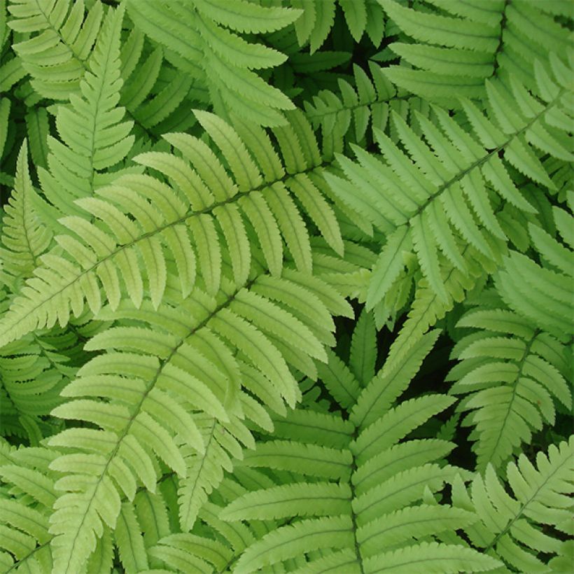 Dryopteris cycadina - Gezaagde niervaren (Foliage)