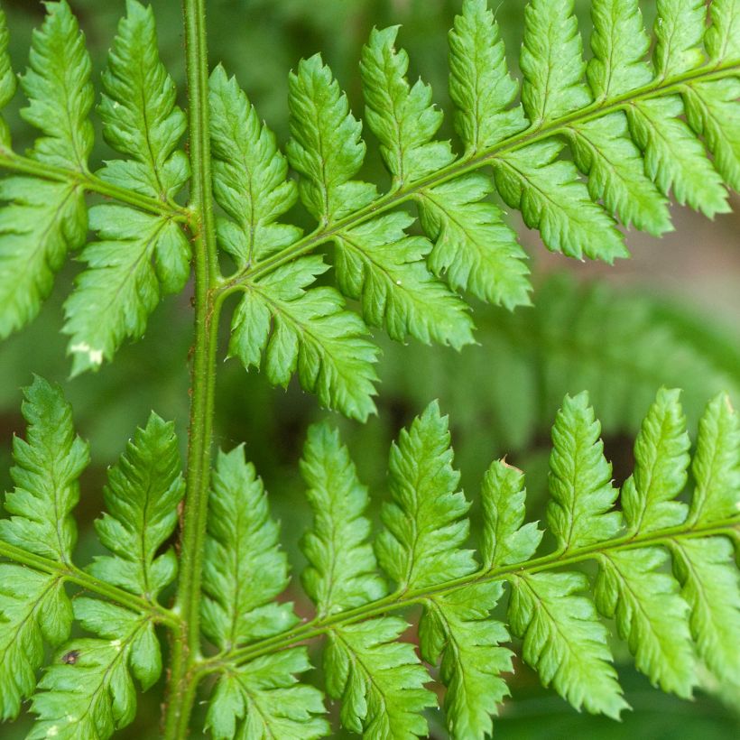 Dryopteris dilatata - Brede stekelvaren (Foliage)