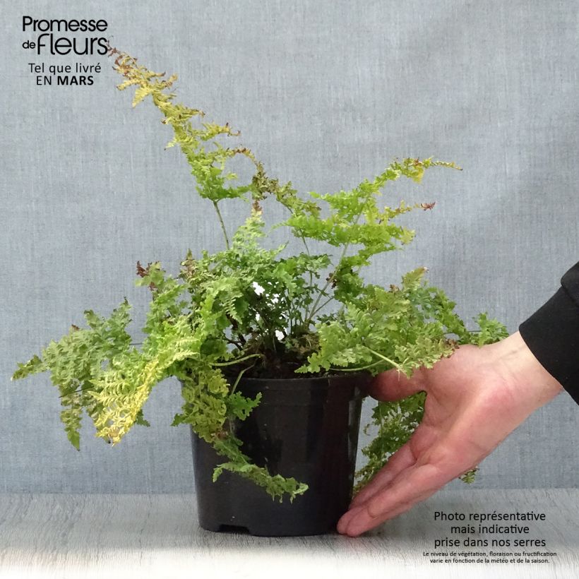 Exemplaar van Dryopteris dilatata Crispa Whiteside - Brede stekelvaren Pot van 2 l/3 l zoals geleverd in de lente