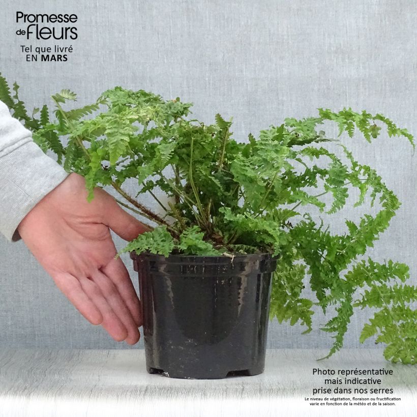 Example of Dryopteris dilatata - Fougère dilatée Pot van 2 l/3 l as you get in printemps