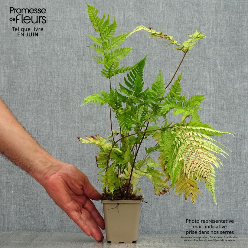 Exemplaar van Dryopteris erythrosora - Herfstvaren Kweekpotje van 8/9 cm zoals geleverd in de zomer