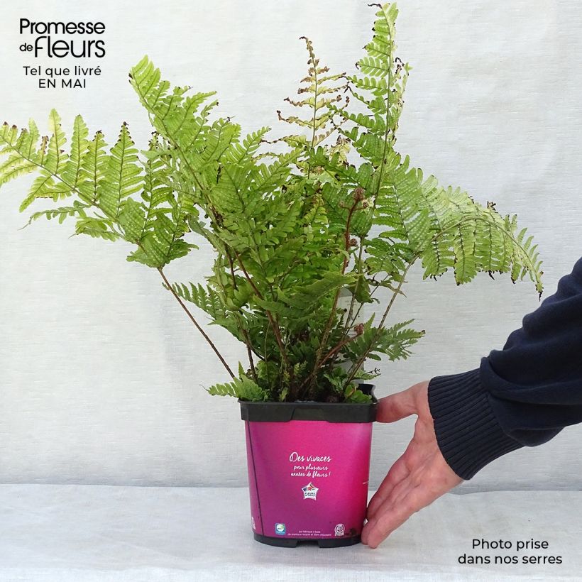 Exemplaar van Dryopteris erythrosora - Herfstvaren Pot van 2 l/3 l zoals geleverd in de lente