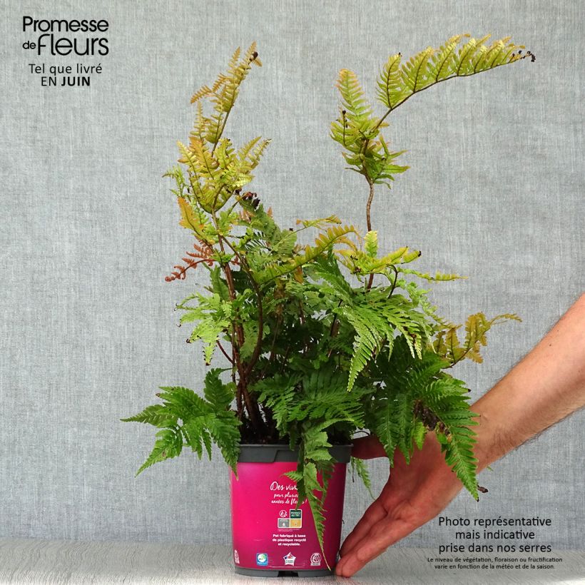Exemplaar van Dryopteris erythrosora - Herfstvaren Pot van 2 l/3 l zoals geleverd in de zomer