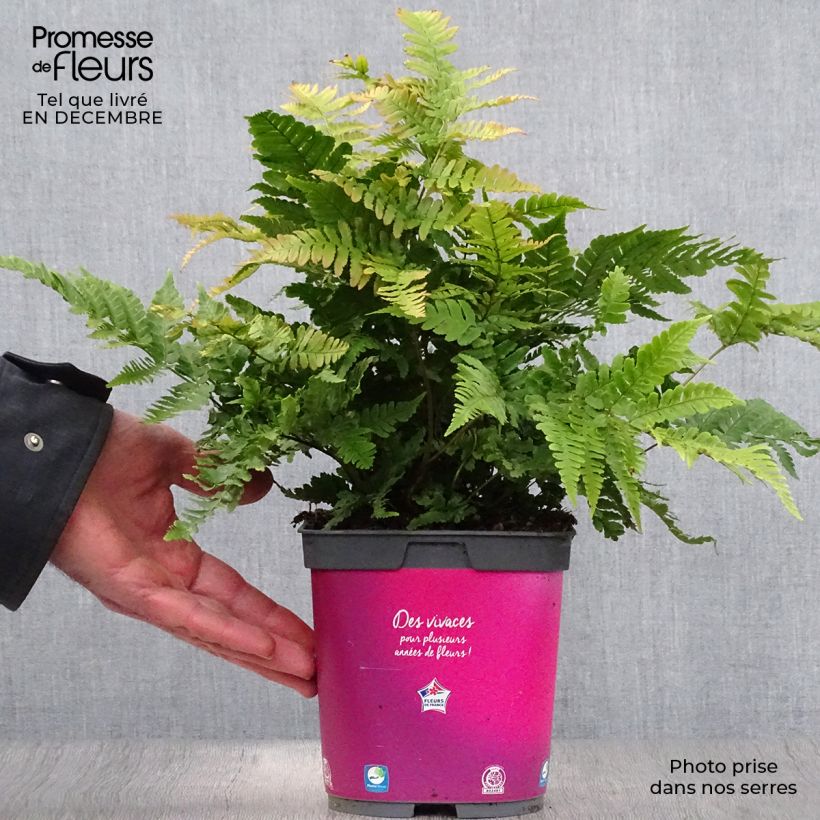 Example of Dryopteris erythrosora - Fougère rose cuivré Pot van 2 l/3 l as you get in hiver