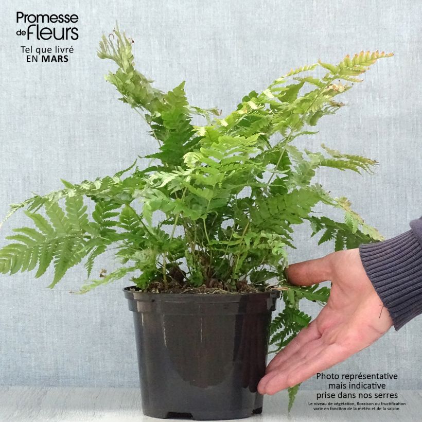 Exemplaar van Dryopteris erythrosora Prolifica - Herfstvaren Pot van 2 l/3 l zoals geleverd in de lente