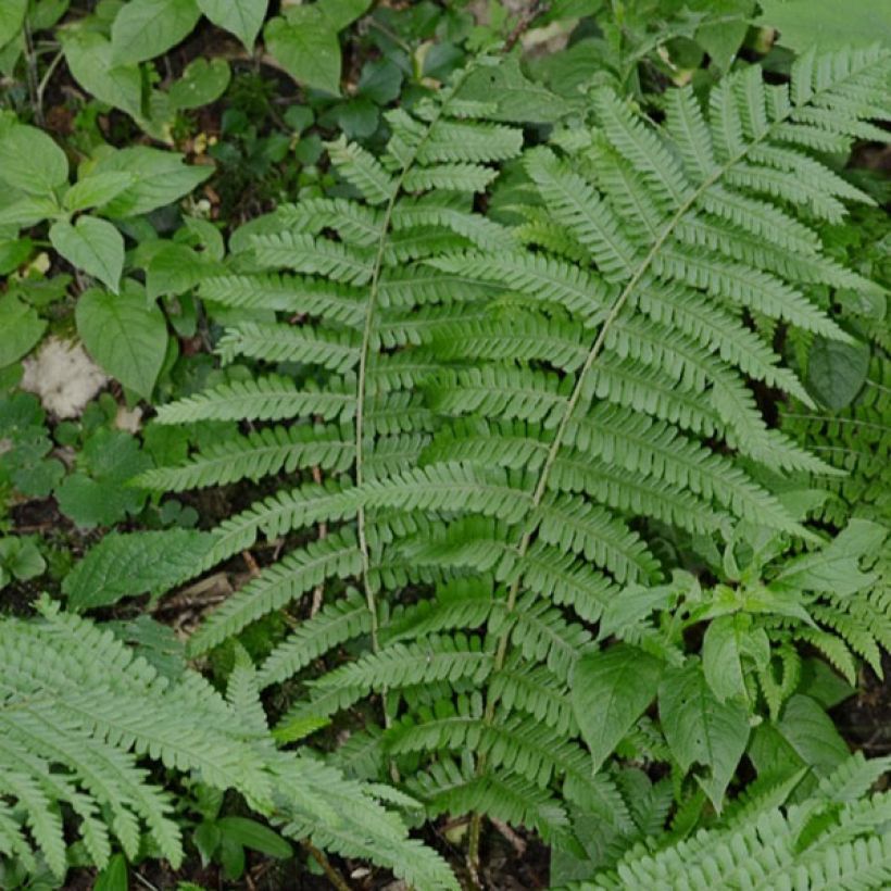 Dryopteris filix-mas - Mannetjesvaren (Plant habit)