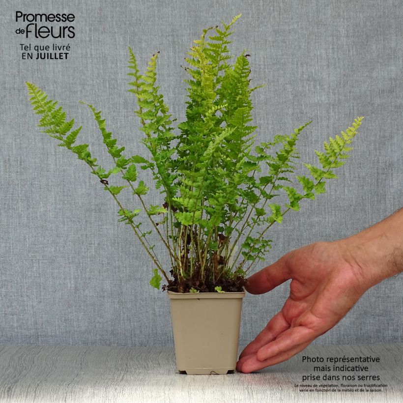 Exemplaar van Dryopteris filix-mas Barnesii - Mannetjesvaren Kweekpotje van 8/9 cm zoals geleverd in de zomer