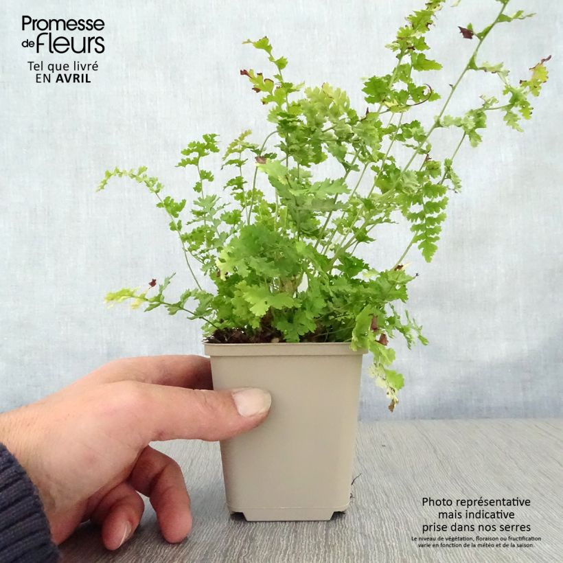 Exemplaar van Dryopteris filix-mas Barnesii - Mannetjesvaren Kweekpotje van 8/9 cm zoals geleverd in de lente