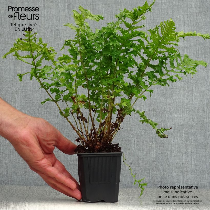 Exemplaar van Dryopteris filix-mas Crispa Cristata - Mannetjesvaren Kweekpotje van 8/9 cm zoals geleverd in de zomer