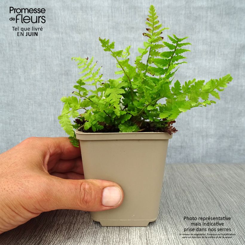Exemplaar van Dryopteris filix-mas - Mannetjesvaren Kweekpotje van 8/9 cm zoals geleverd in de zomer