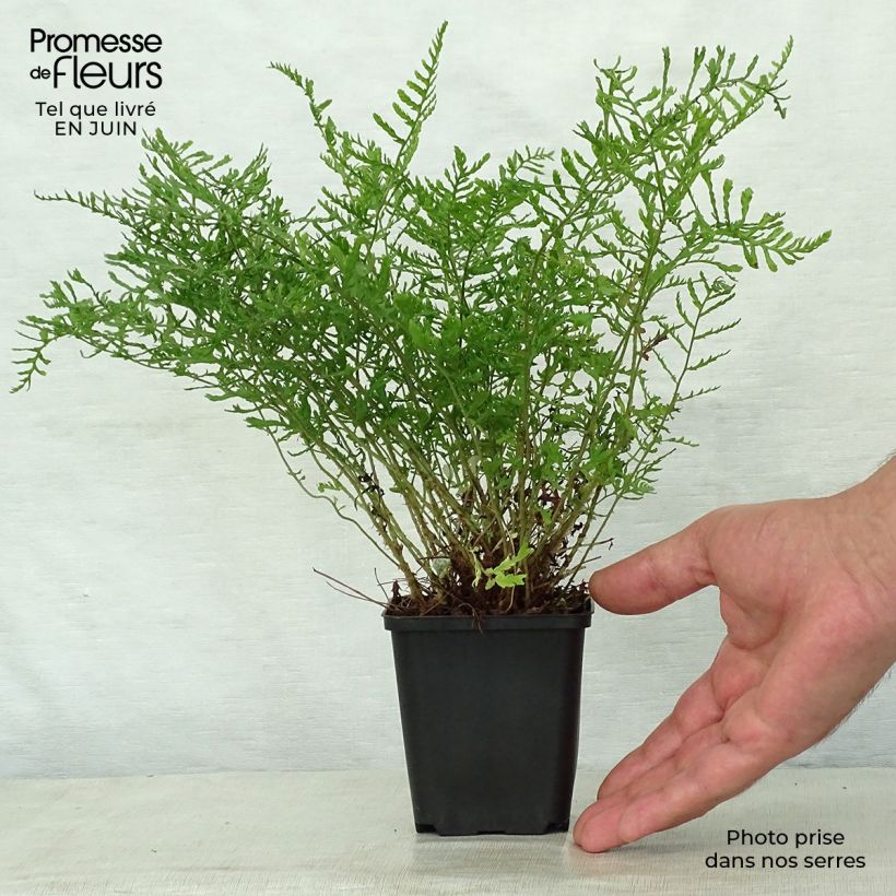 Exemplaar van Dryopteris filix-mas Linearis Polydactyla - Mannetjesvaren Kweekpotje van 8/9 cm zoals geleverd in de zomer