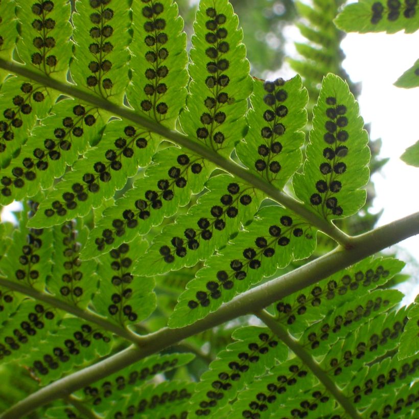Dryopteris goldieana - Niervaren (Foliage)