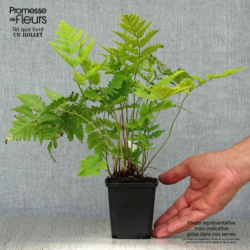 Exemplaar van Dryopteris goldieana - Niervaren Kweekpotje van 8/9 cm zoals geleverd in de zomer