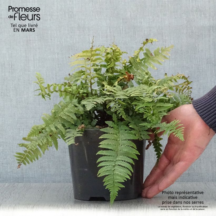 Exemplaar van Dryopteris kuratae - Niervaren Pot van 2 l/3 l zoals geleverd in de lente