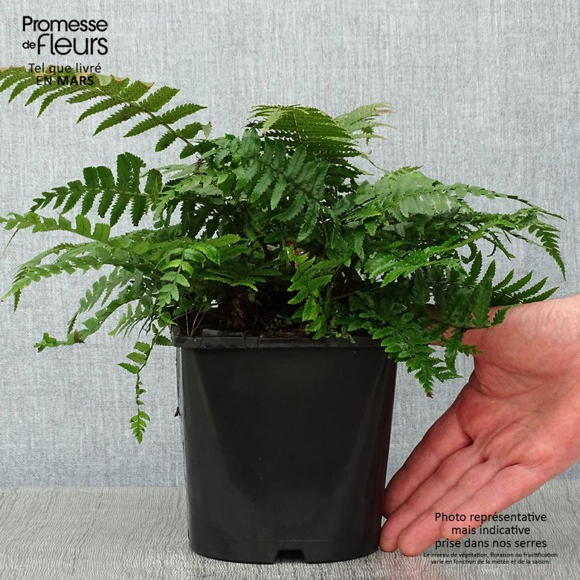 Example of Dryopteris kuratae - Fougère Pot van 2 l/3 l as you get in hiver